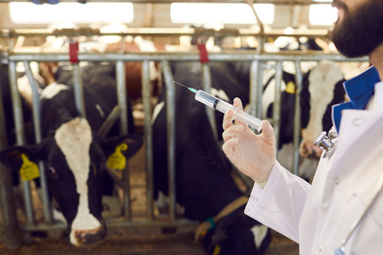 Veterinarian Wearing White Medical Gloves Holding Syringe with Medicine or Vaccine for Dairy Cows